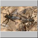 Lasiopogon cinctus - Raubfliege 03 10mm.jpg